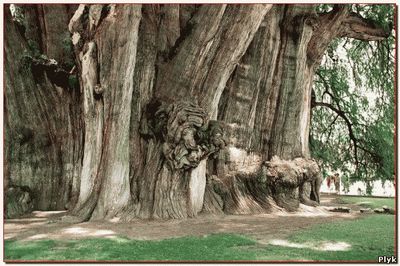 Самое старое дерево в мире Олд Тжикко
