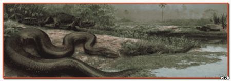 Эти огромные змеи питались преимущественно крокодилами и большими черепахами, но с легкостью могли проглотить корову