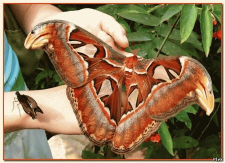 В Чите в неволе из кокона бабочки Attacus atlas вывелась бабочка Attacus atlas. Это удивительное событие, так как Attacus atlas редко размножаются в неволе.